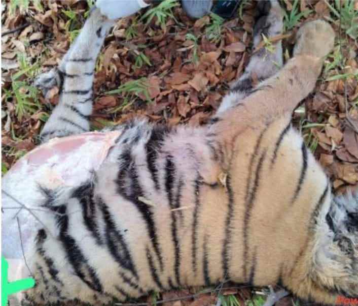 ताडोबा बफरमध्ये अवयस्क वाघाच्या बछड्याचा मृत्यू,वाघांतील झुंजीत मृत्यू झाल्याचा प्राथमिक अंदाज